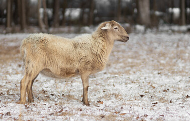 Naklejka premium Light brown sheep on a snowy pasture