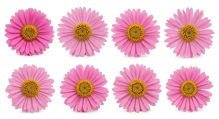 Collection of Vibrant Pink Aster Flowers with Yellow Centers Isolated on White
