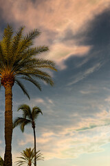 Lone palm tree against a smooth blue-to-golden gradient sky at sunset. Minimal tropical background with copy space, calm summer vacation mood.