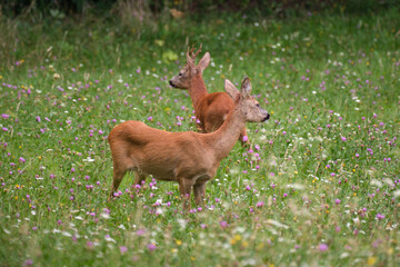 Roe deer in blooming grass