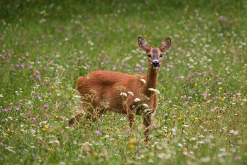 Fototapeta premium Roe deer in blooming grass