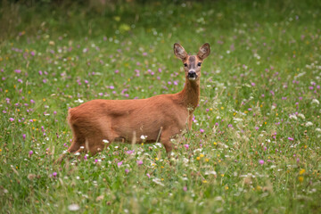 Roe deer in blooming grass