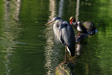 Graureiher (Ardea cinerea)