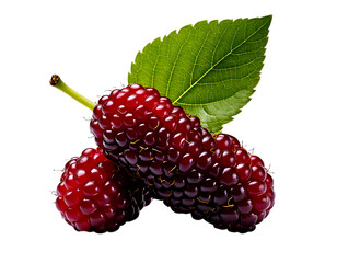 Mulberries with vivid hues and organic attractiveness, cut out