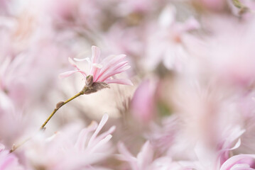 Obraz premium pink magnolia flowers