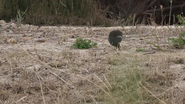 Polla de agua y gorriones buscando alimento en el suelo del parque natural el Hondo, Elche, Espa&ntilde;a