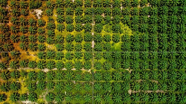 Aerial view palm oil pantation of dense green plantation forest canopy showing neat rows of trees
