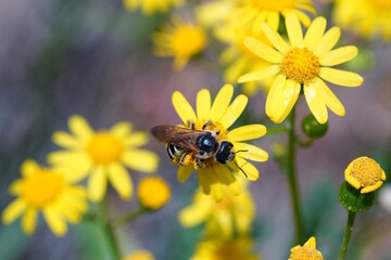 A bee collects nectar from a yellow wildflower.