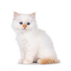Sweet red point Sacred Birman cat kitten, sitting up side ways. Looking beside camera with bright blue eyes. Isolated on a white background. © Nynke
