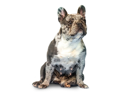 Full body view of a merle French bulldog sitting calmly, upright ears and compact build, isolated on transparent background