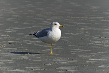 Fototapeta premium A single seagull with white and gray plumage stands on one leg on a dark, wet sandy beach with small ripples and scattered debris.