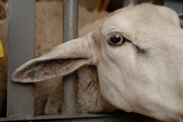 Fototapeta premium Sheep farming in rural environment,Patagonia,Argentina