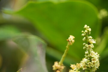 Fototapeta premium Fresh green plant stems with small developing buds and leaves reach upwards against a large blurred leaf.