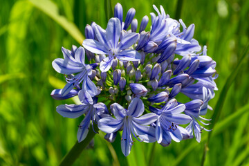 Stunning cluster of light purple agapanthus (African Lily flower or Lily of the Nile) flowers in full bloom, with delicate trumpet-shaped petals set against vibrant green, sunlit background © MarinoDenisenko