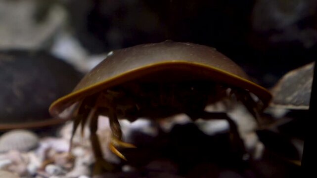 Close-up of a horseshoe crab crawling on a seabed covered with various seashells and sand. Detailed view of the prehistoric marine arthropod in its underwater environment. Wildlife photography.