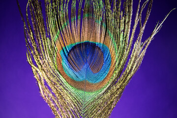 Obraz premium Beautiful radiant peacock feather against a deep purple background, showcasing vivid colour and elegant detail. A bold abstract image suitable for graphic design, artistic concepts