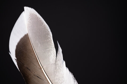 Macro close-up of a brown and white bird feather isolated on a deep black background, visually resembling an old fashioned quill. Minimal composition with ample copy space, ideal for writing themes