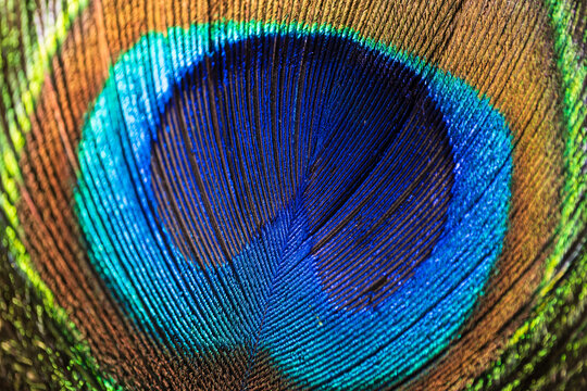 Macro close-up of a peacock feather centre showing intricate detail, vibrant colour, and natural symmetry. Plumage for abstract background suitable for artistic concepts, animal and bird themes