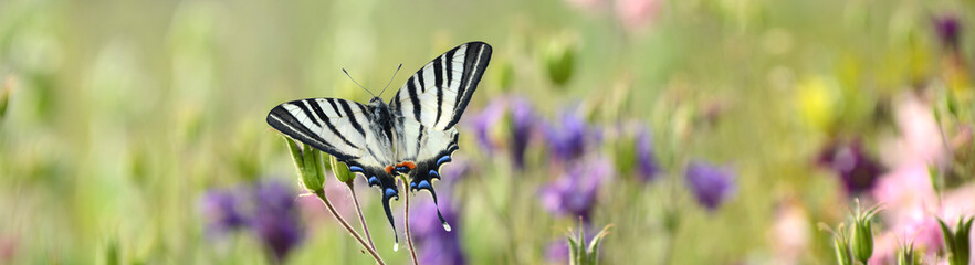Schmetterling 1387 © K.-U. Häßler