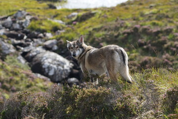 Obraz premium Northern Inuit in the Scottish Highlands, near Loch Maree, Wester Ross, Scotland, UK