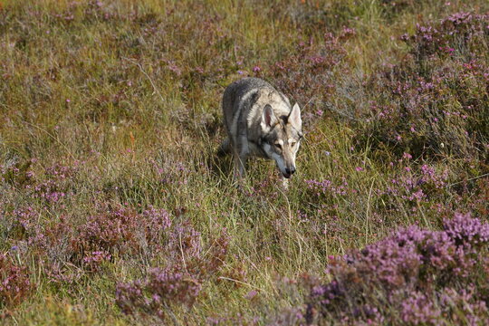 Northern Inuit in the Scottish Highlands, near Loch Maree, Wester Ross, Scotland, UK