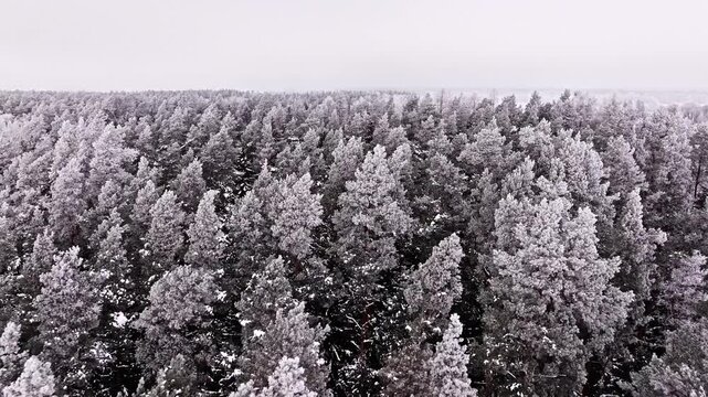 Frozen treetops at the winter