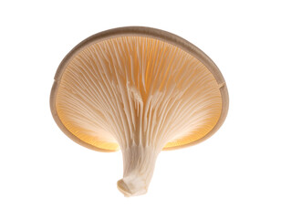Underside of a delicate, pale mushroom, gills illuminated from within