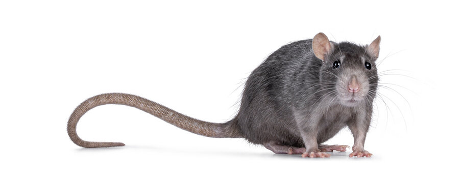 Close up studio shot of young adult grey tame rat, standing side ways. Looking towards camera. Isolated on a white background.