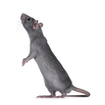 Close up studio shot of young grey tame rat, standing side ways on hind paws. Looking and siffing up and away from camera. Isolated on a white background.