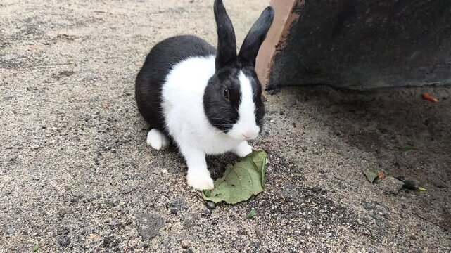 A black and white domestic rabbit (Dutch breed) with distinctive tuxedo-like markings, a white spot on its nose, and long black ears.
