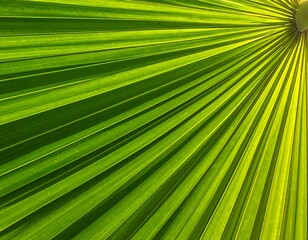 Fototapeta premium A close-up view of a vibrant green palm leaf