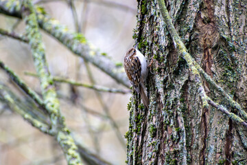 Obraz premium A close-up of an Eurasian Treecreeper bird foraging for insects to eat on a tree trunk at Gresham Marsh in Nottingham, UK.