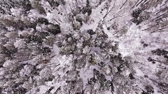 Snowy forest aerial view