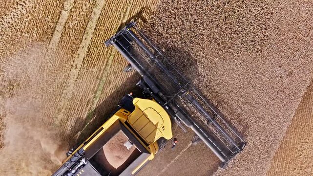 Combain harvester in the corn field 