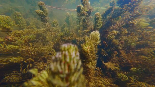 underwater diving, hornwort oxygenate shallow freshwater lake, spiny naiad aquatic plant, low visibility muddy water, still surface reflection, Buher river in town Lityn, biotope aquarium idea concept