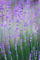 Obraz premium Provence - lavender field