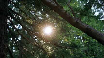 Fototapeta premium Sunlight streams through the lush green canopy of a forest casting warm rays and flare among the branches