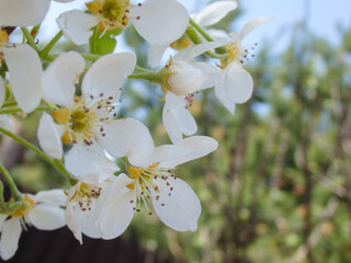 Obraz premium Beautiful white pear tree blossoms in early spring close-up.
