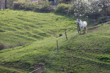 cheval dans un enclos &agrave; la campagne au printemps en Bourgogne