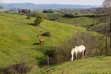 cheval dans un enclos &agrave; la campagne au printemps en Bourgogne