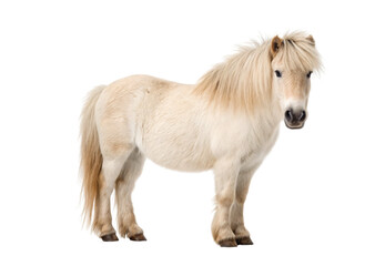 Obraz premium Cream colored Shetland pony with long mane standing side profile studio portrait photograph, isolated on a transparent background