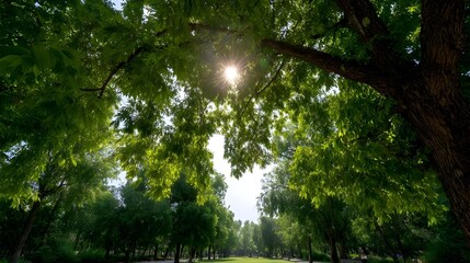 Fototapeta premium Sunlight filters through the lush green canopy of trees in a serene park setting