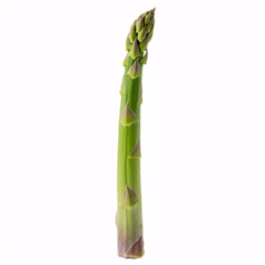 Fresh green asparagus spear on white background