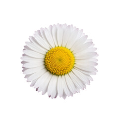 Single Daisy with White Petals and Yellow Center on White Background &mdash; Pure, Cheerful, Timeless &mdash; Perfect for Greeting Cards, Wellness, or Nature-Inspired Branding.

