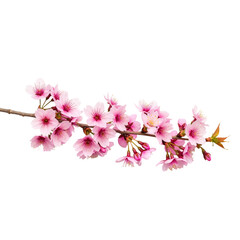 Cherry Blossom Branch with Pink Blooms and Buds on White Background &mdash; Delicate, Poetic, Springtime Symbol &mdash; Perfect for Renewal, Romance, or Nature-Inspired Branding.
