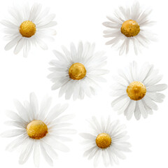 Fototapeta premium Hand-drawn white daisy