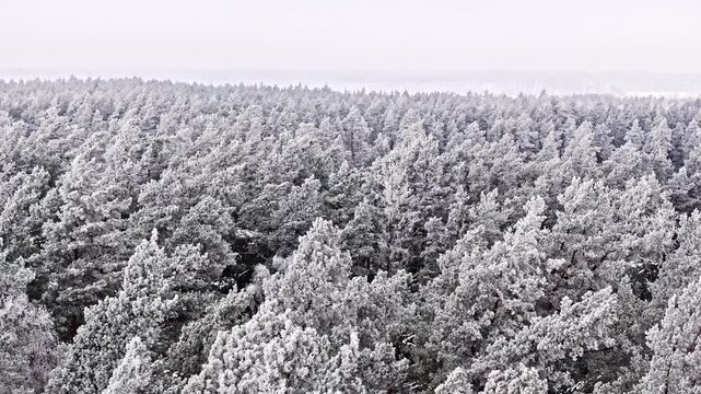Aerial view and frozen trees