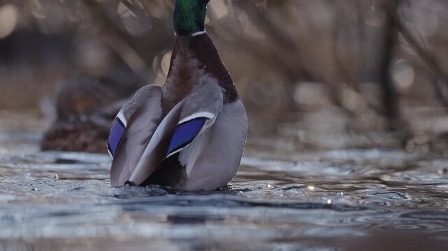 Ducks swimming in a pond on a sunny day