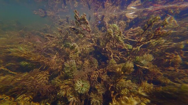 hornwort oxygenate shallow freshwater lake, green algae cover spiny naiad aquatic plant, low visibility muddy water, still surface reflection, Buher river in town Lityn, biotope aquarium idea concept