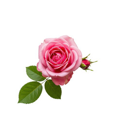 Delicate pink rose with green leaves isolated on transparent background